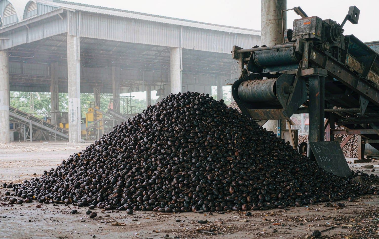 Palm kernel shell feedstock